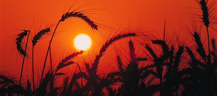 CABI Compendia celebrate 20 year anniversary